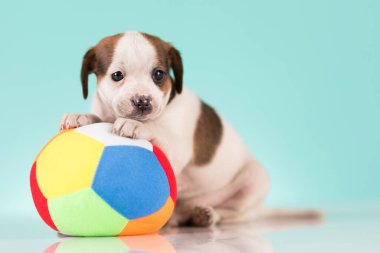 Yavru köpek topla oynuyor.