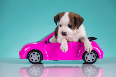 Pembe arabadaki şirin köpek.