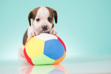 Yavru köpek topla oynuyor.
