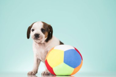 Mutlu bir köpek yavrusu topla oynuyor.
