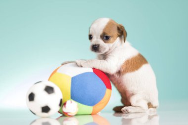 Mutlu bir köpek yavrusu topla oynuyor.