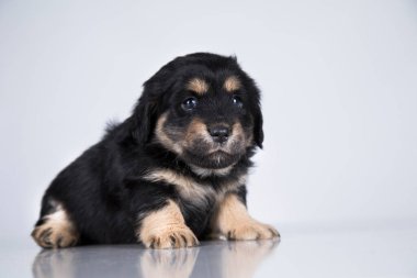 Beyaz bir arka planda küçük köpek