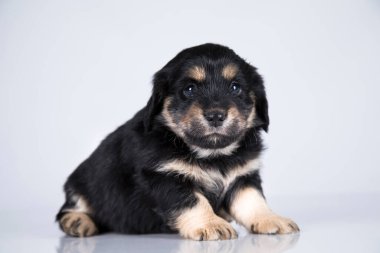 Beyaz arka planda küçük bir köpek