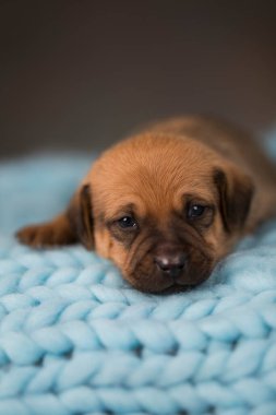 Yavru köpek uyuyor.