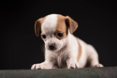 Siyah arka planda bir köpek