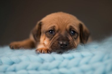 Yavru köpek uyuyor.