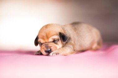 Köpekler uyuyor, hayvanlar konsepti.