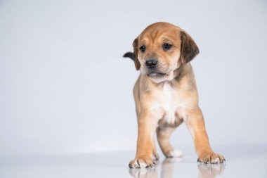 Beyaz bir arka planda küçük köpek