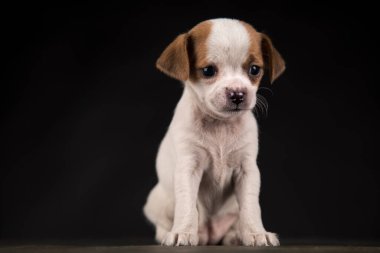 Siyah arka planda küçük bir köpek