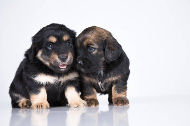 Şirin köpek yavruları, evcil hayvanlar konsepti.