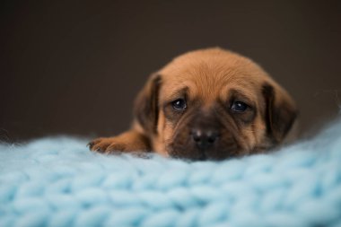 Yavru köpek uyuyor.