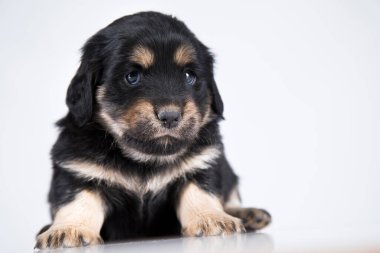 Evcil hayvan, köpek yavrusu hayvan konsepti