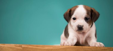 Şirin köpek yavrusu, hayvan konsepti.
