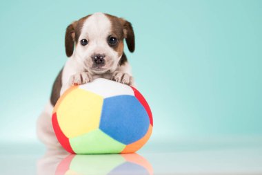 Yavru köpek topla oynuyor.