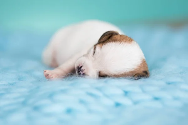 Ein Schöner Kleiner Hund Schläft Auf Einer Decke — Stockfoto