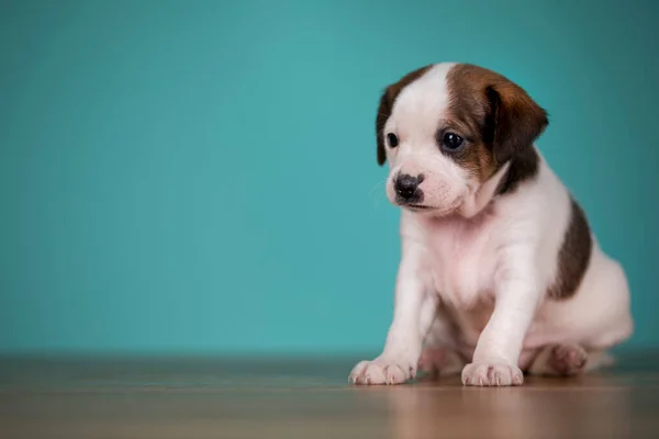 Küçük Köpek Yavrusu Hayvan Konsepti — Stok fotoğraf
