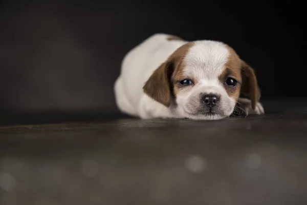 Little Puppy Perro Fondo Negro — Foto de Stock