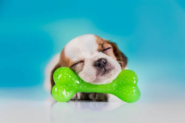 Dog Sleeps Rubber Bone — Stock Photo, Image