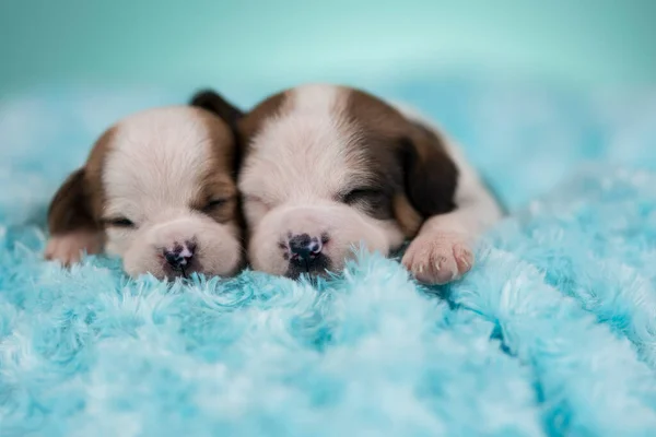 Собаки Спят Одеяле — стоковое фото