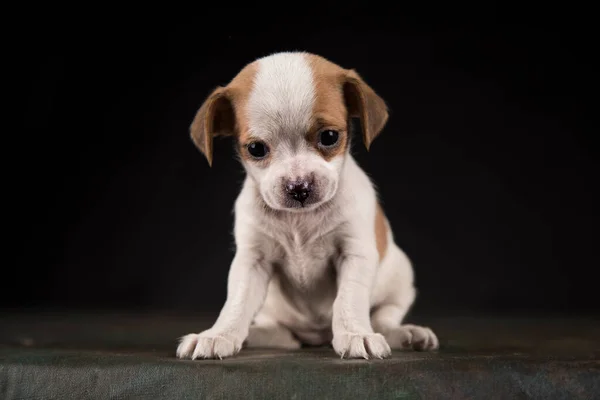 stock image Dog on a black background