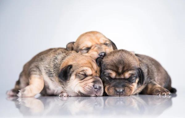 A small dogs, sleep on a white background