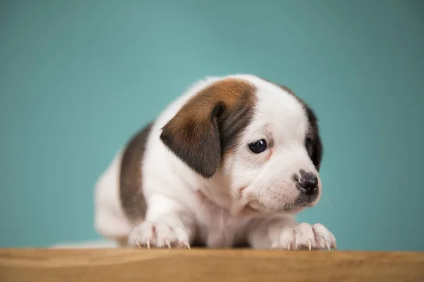 Little Puppy Dogs Animals Concept — Stock Photo, Image