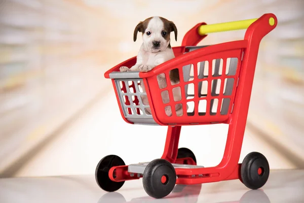 Shopping cart dog Stock Photos, Royalty Free Shopping cart dog Images |  Depositphotos