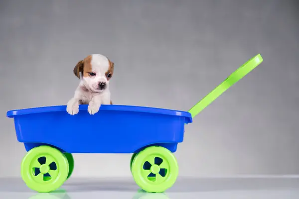 Cão Pequeno Uma Carroça Brinquedo — Fotografia de Stock