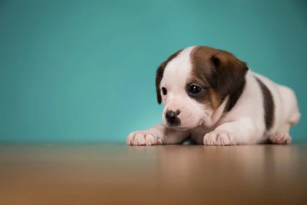 귀여운 강아지 — 스톡 사진