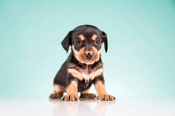 Haustier Welpenhund Tierkonzept — Stockfoto