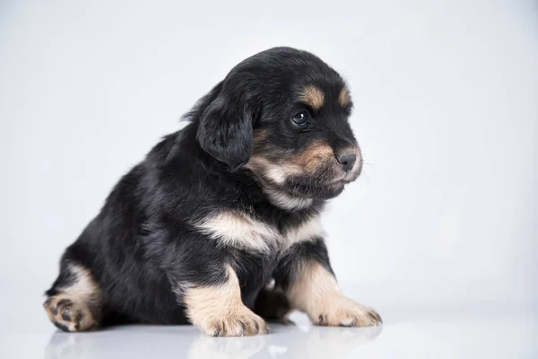 ペット 犬の子犬の動物の概念 — ストック写真