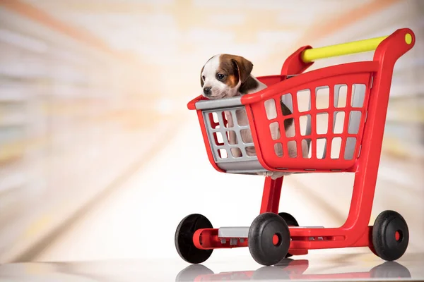 ショッピングカートの犬 — ストック写真