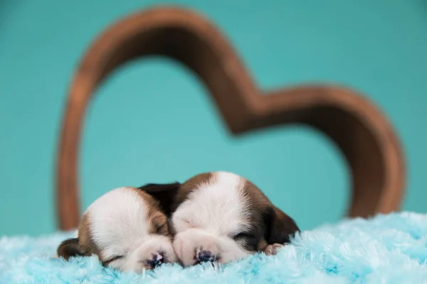 Zakochane Psy Śpią — Zdjęcie stockowe