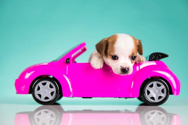 Σκύλος Ροζ Αυτοκίνητο — Φωτογραφία Αρχείου