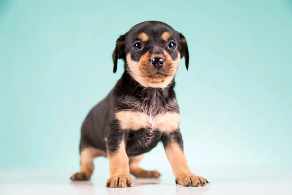 Pet Little Puppy Dog Animals Concept — стоковое фото