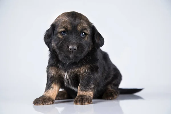 Pet Dog Puppy Animals Concept — Stock Photo, Image