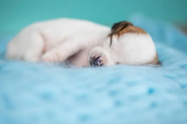 Little Cute Puppies Sleeping Blanket — Stock Photo, Image