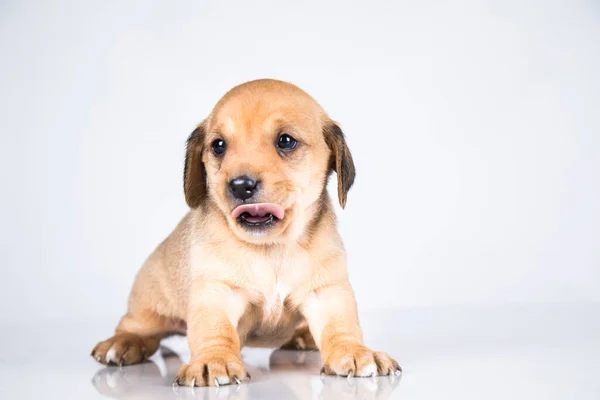 Pet Dog Puppy Animals Concept — Stock Photo, Image
