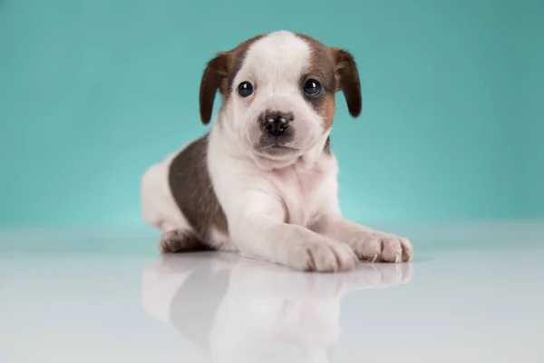 stock image Cute puppy dog, animals concept