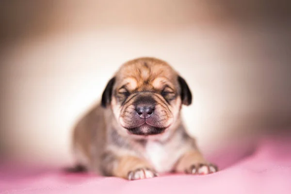 かわいい子犬犬の睡眠 動物の概念 — ストック写真