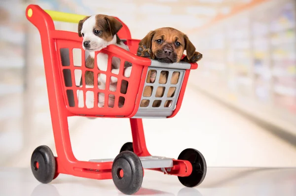 Alışveriş Arabasındaki Küçük Köpekler — Stok fotoğraf
