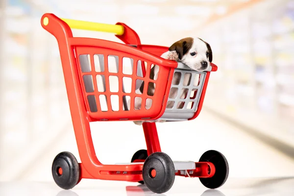 Dog Shopping Cart — ストック写真