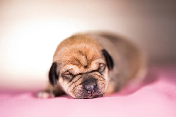 Schattige Puppy Hond Slapen Dieren Concept — Stockfoto