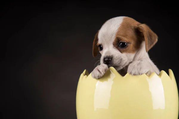 Kleiner Hund Osterei — Stockfoto