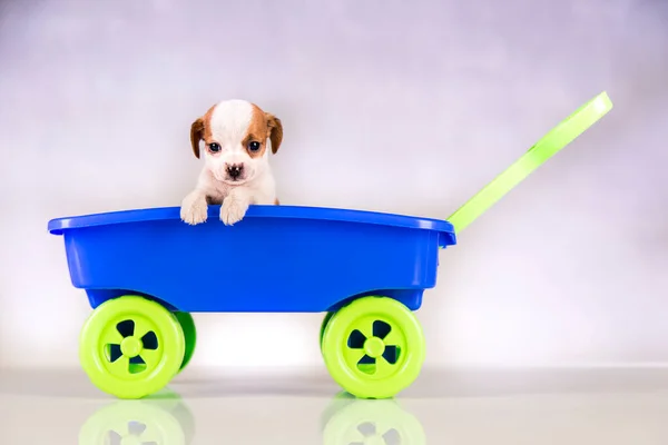 Little cute dog in a toy car