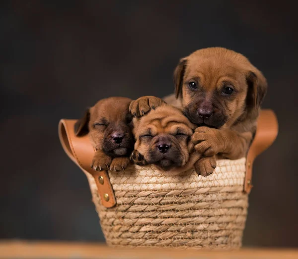Psi Proutěném Koši — Stock fotografie