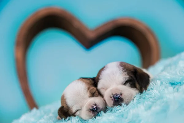 Verliefde Honden Slapen — Stockfoto