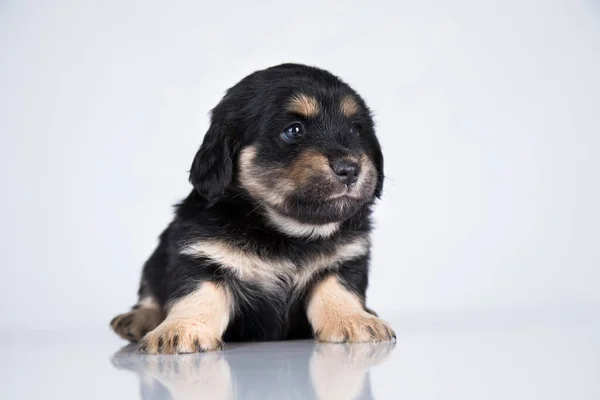 Pet Cane Cucciolo Animali Concetto — Foto Stock