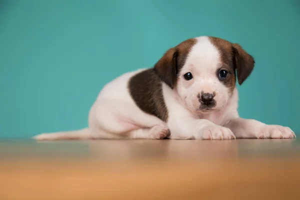 Little Puppy Dogs Animals Concept — Stock fotografie