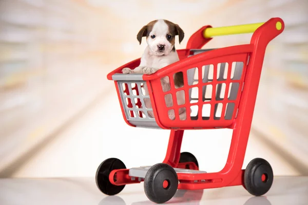Dog Shopping Cart — ストック写真